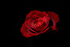 rosa_rossa
