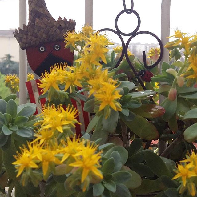 #ilmiobalcone #ilgiardinodimanu #floweroftheday #yellow