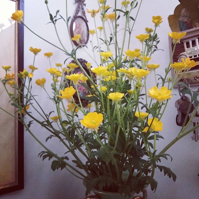 #ranuncoli #floweroftheday #yellow