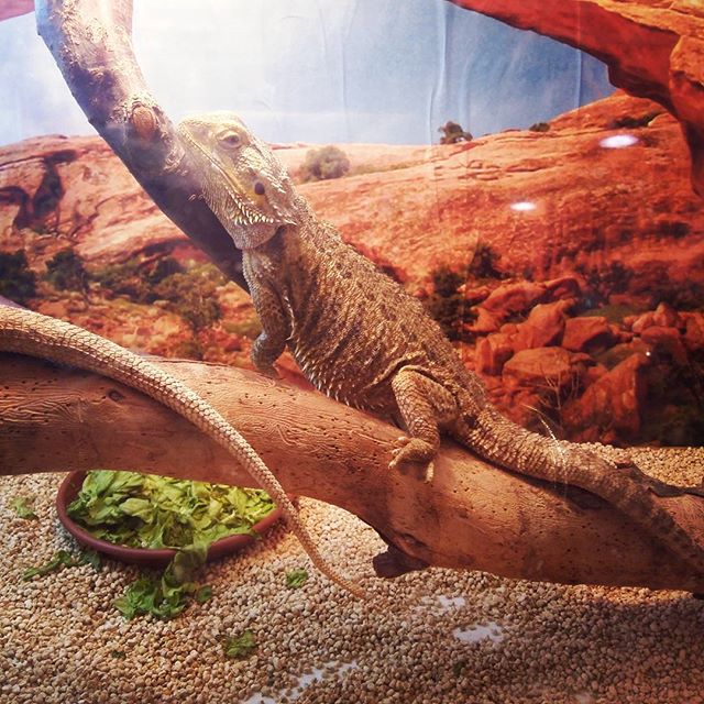 #reptilia #expo #dragobarbutoaustraliano