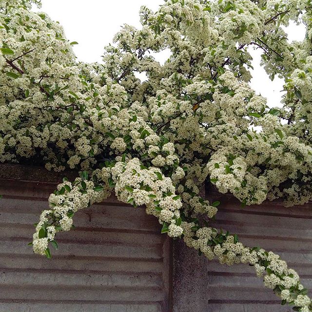 #biancospino #floweroftheday #white