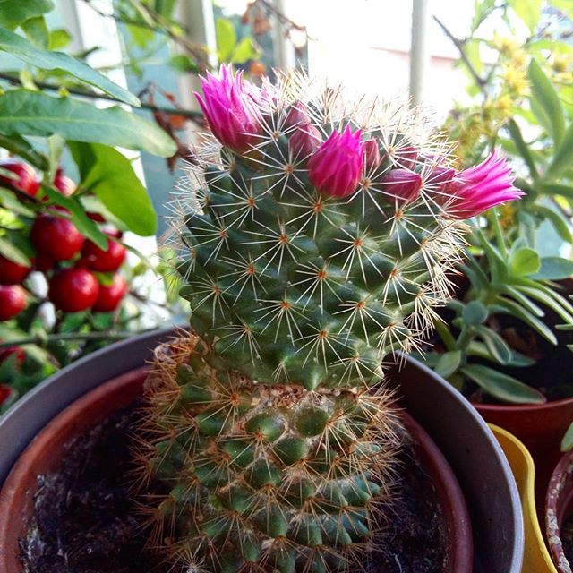 #floweroftheday #cactus