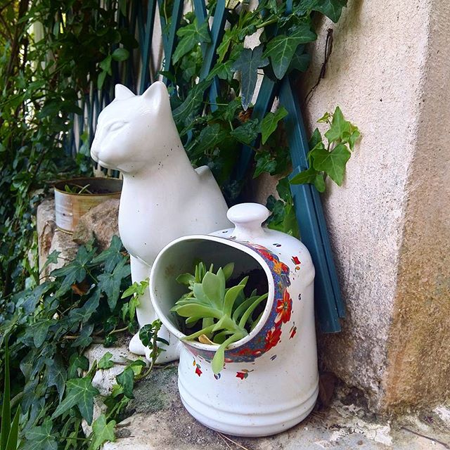 #notreviefrancaise #plantoftheday #succulents